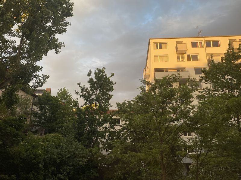 Munich Evening Trees