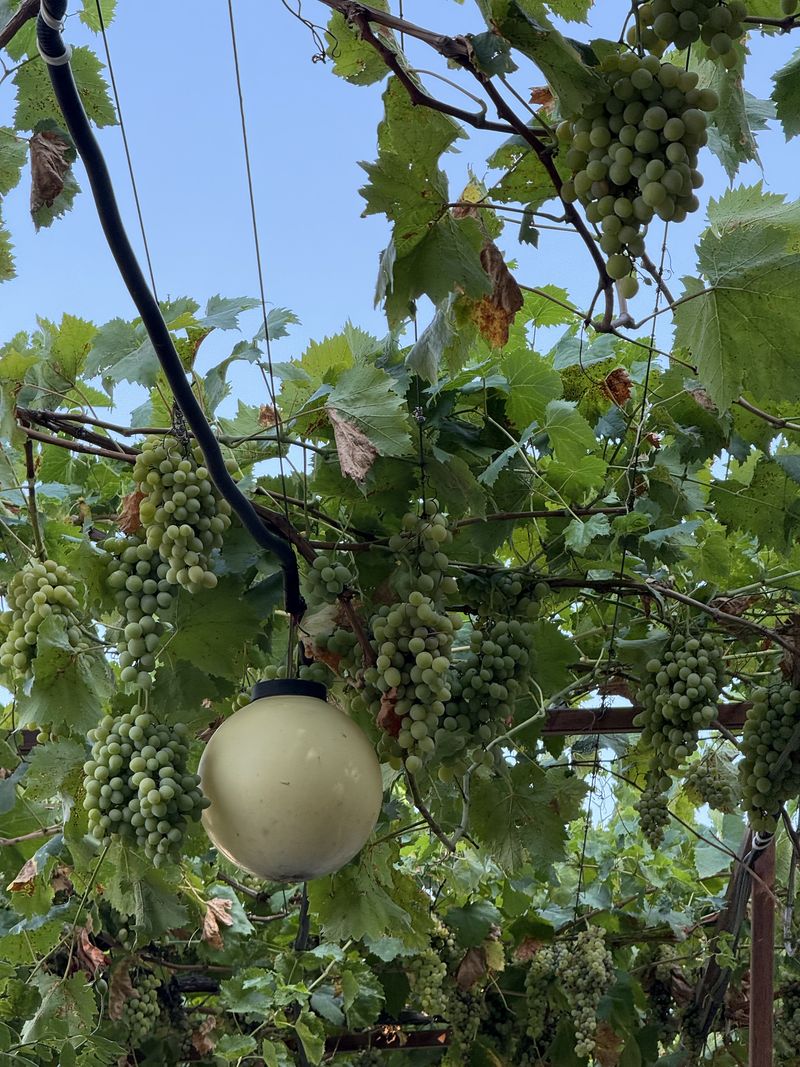 Tbilisi Grapevine